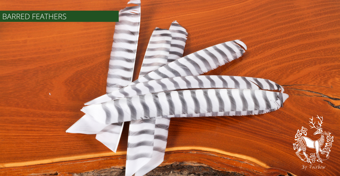 TURKEY FEATHERS BARRED AND COLORED FULL LENGTH SOLD PER DOZEN RIGHT WING-Feathers-Gateway-White barred-Fairbow