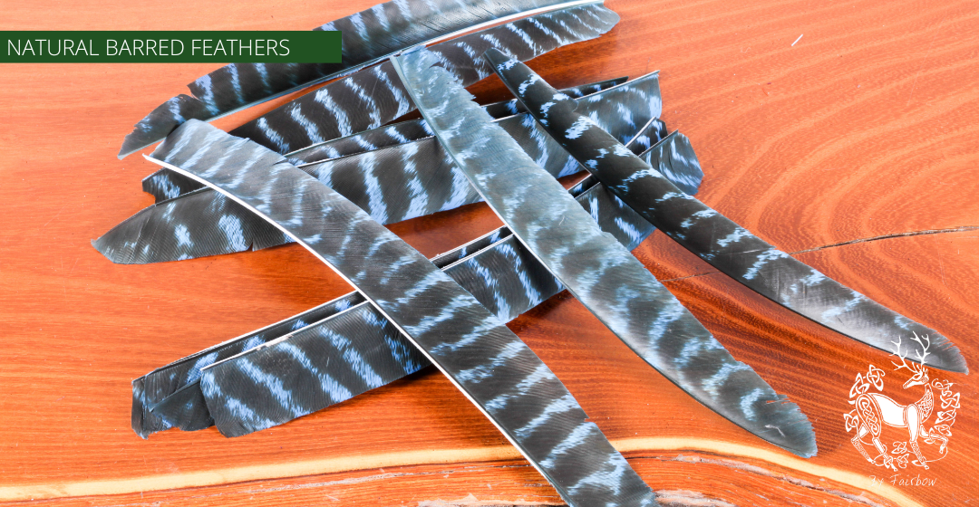TURKEY FEATHERS NATURAL BARRED SOLD PER DOZEN RIGHT WING-Feathers-Fairbow-Blue dyed-Fairbow