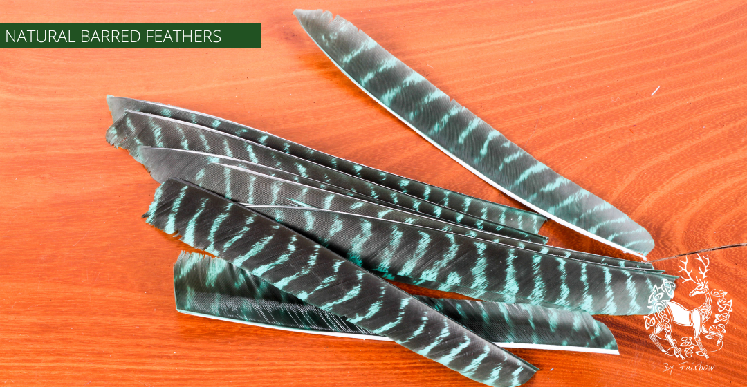 TURKEY FEATHERS NATURAL BARRED SOLD PER DOZEN RIGHT WING-Feathers-Fairbow-Green dyed-Fairbow