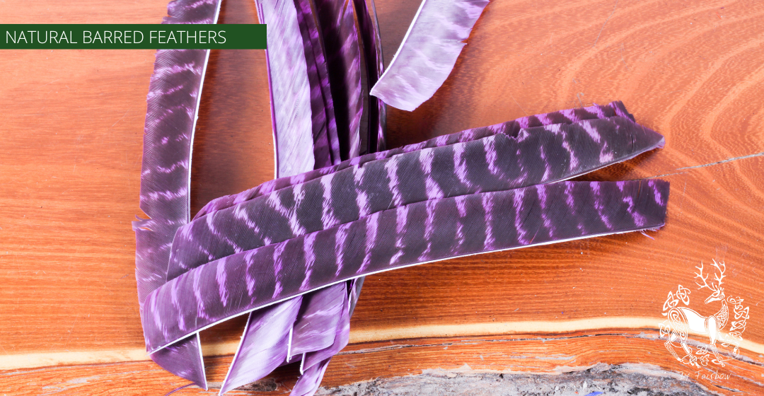 TURKEY FEATHERS NATURAL BARRED SOLD PER DOZEN RIGHT WING-Feathers-Fairbow-Purple dyed-Fairbow