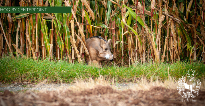 3D HOG TARGET BY CENTERPOINT-target-Centerpoint-Fairbow