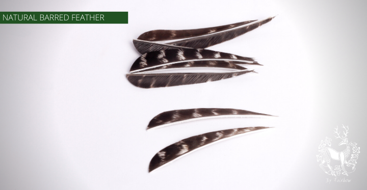 FEATHERS 3 OR 4 INCH PARABOLIC PER DOZEN NOT COLORED NATURAL BARRED (RW)-Feathers-Fairbow-3 inch parabolic RW-Fairbow