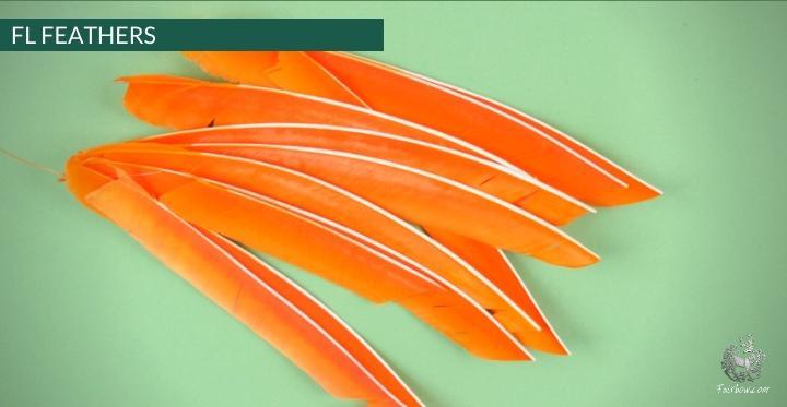 FULL LENGTH FEATHERS PER DOZEN RIGHT WING-Feathers-Fairbow-Black-Fairbow