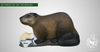 3D TARGET BEAVER BY SRT-3D target-SRT-Fairbow