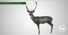 3D TARGET FALLOW DEER BY SRT-target-SRT-Fairbow
