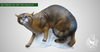 3D TARGET WILDCAT BY SRT-3D target-SRT-Fairbow