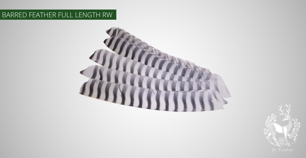 TURKEY FEATHERS BARRED AND COLORED FULL LENGTH SOLD PER DOZEN RIGHT WING-Feathers-Gateway-White barred-Fairbow