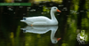 3D WHITE GOOSE TARGET BY CENTERPOINT-target-Centerpoint-Fairbow