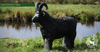 BLACK RAM TARGET BY CENTERPOINT-target-Centerpoint-Fairbow