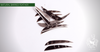 FEATHERS 3 OR 4 INCH PARABOLIC PER DOZEN NOT COLORED NATURAL BARRED (RW)-Feathers-Fairbow-3 inch parabolic RW-Fairbow