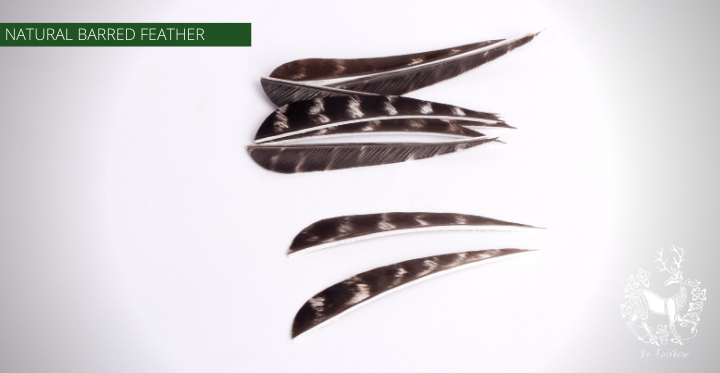FEATHERS 3 OR 4 INCH PARABOLIC PER DOZEN NOT COLORED NATURAL BARRED (RW)-Feathers-Fairbow-4 inch parabolic RW-Fairbow