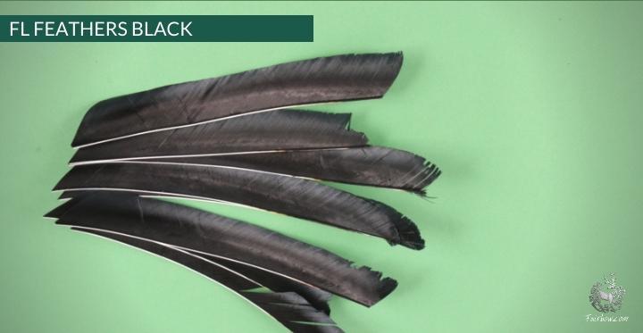 FULL LENGTH FEATHERS PER DOZEN RIGHT WING-Feathers-Fairbow-Black-Fairbow