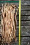 OSTRICH SINEW STRIPS APPROX. 12 INCHES-Tool-Fairbow-Fairbow