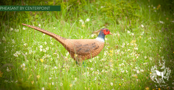 PHEASANT TARGET BY CENTERPOINT-target-Centerpoint-Fairbow