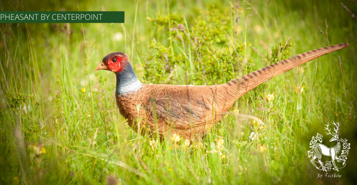 PHEASANT TARGET BY CENTERPOINT-target-Centerpoint-Fairbow