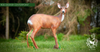 ROE DEER TARGET BY CENTERPOINT-target-Centerpoint-Fairbow